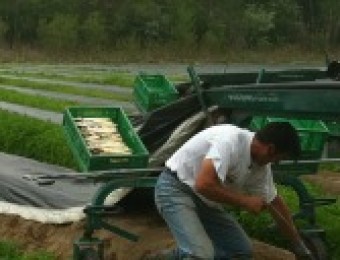 Le caldaie Uniconfort prolungano la raccolta degli Asparagi