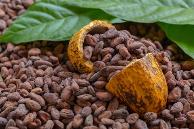 fave-di-cacao-e-frutti-di-cacao-su-di-legno_33736-3343.jpg